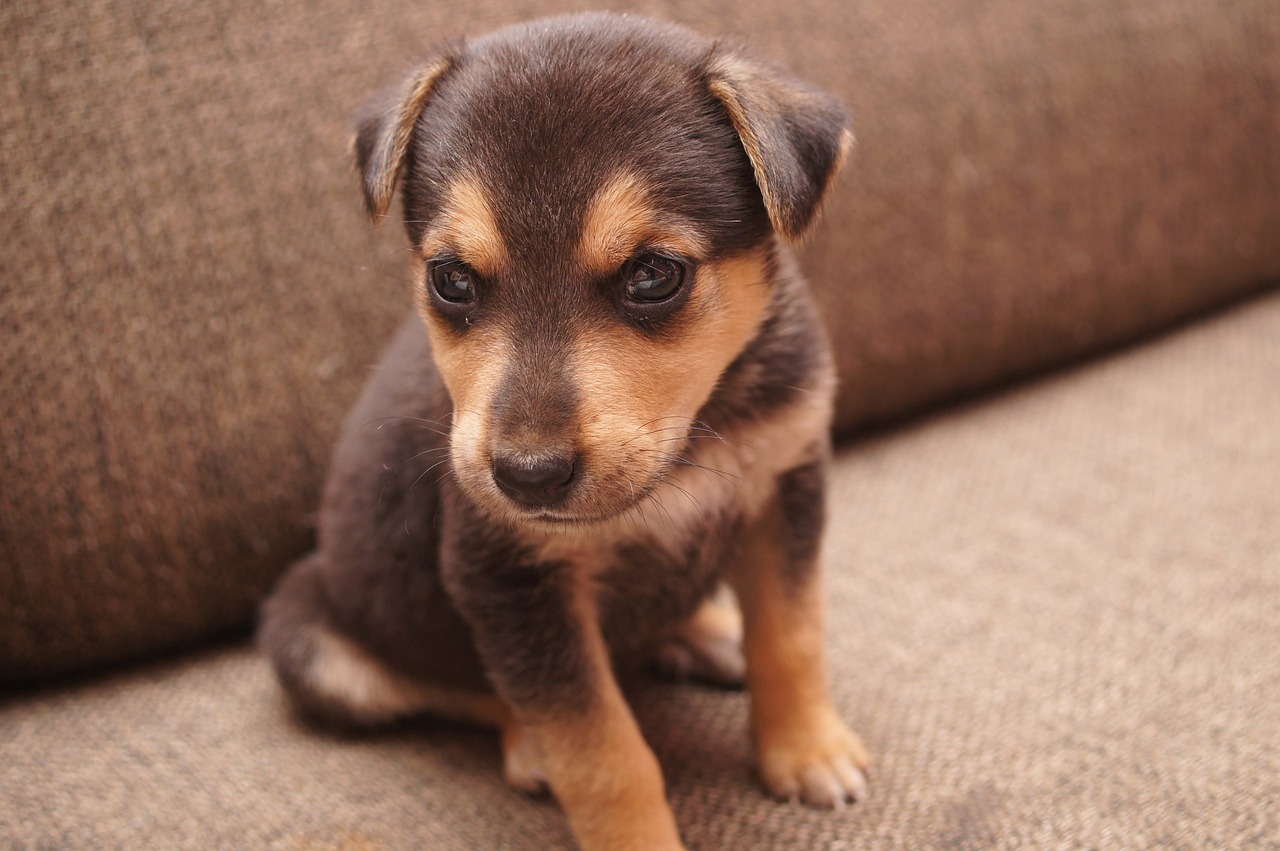 How to Address Nipping Behavior in Puppies